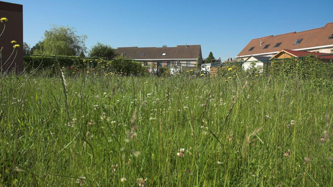 Foto: Jim Maes (Creative Commons - Flickr) GroenLinks-maaien.jpg